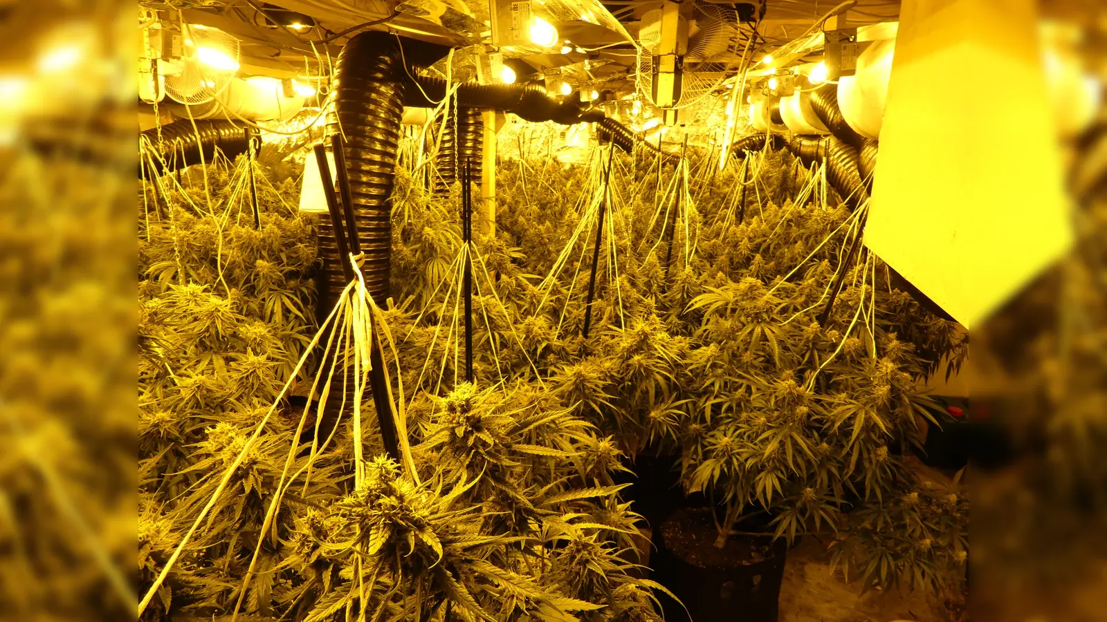 Foto der professionell betriebenen Cannabisplantage (Foto: Polizeipräsidium Nordhessen)