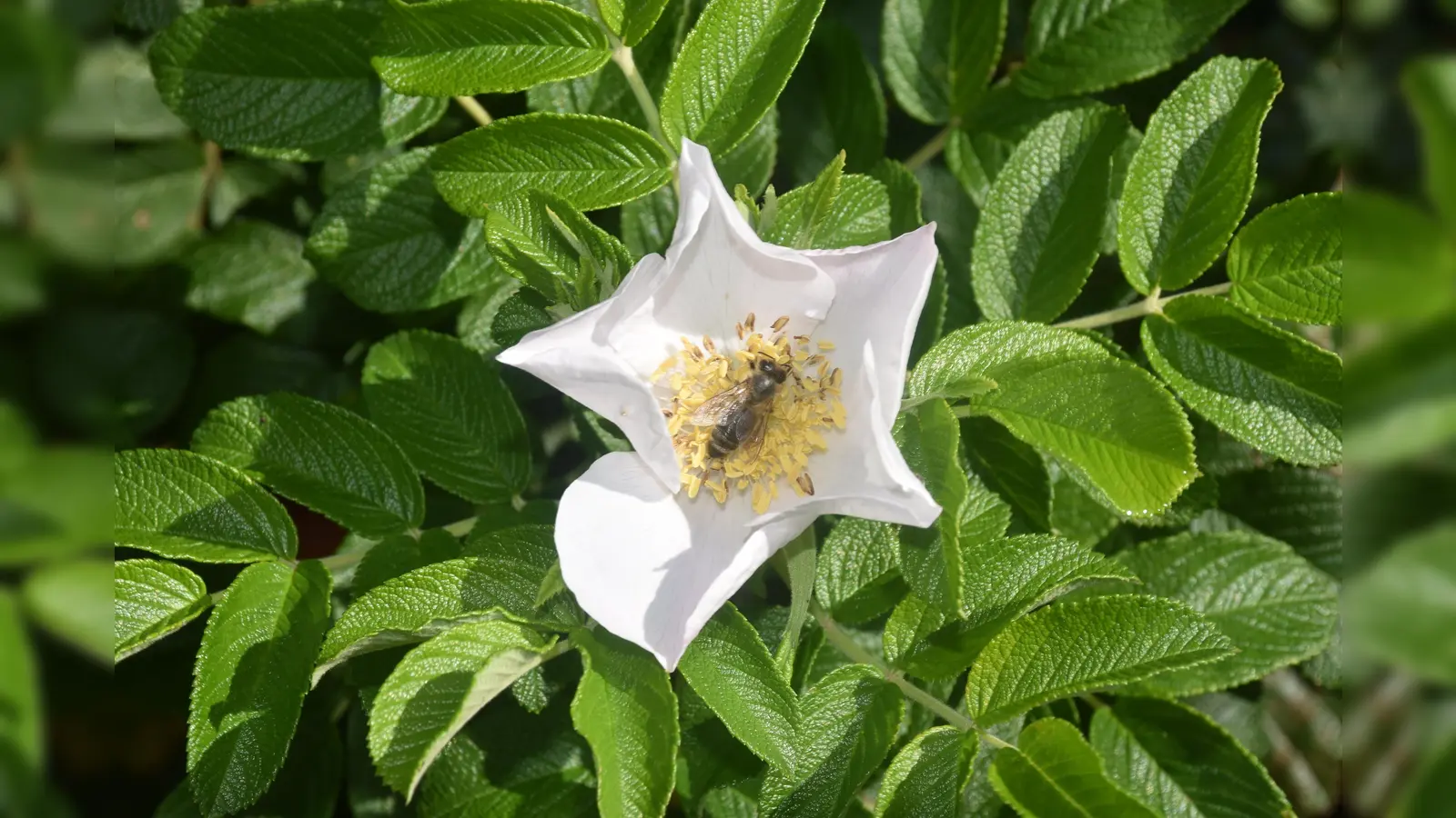 Wildrosen, wie diese Kartoffelrose (Rosa rugos) bieten Bienen in ihren ungefüllten Blüten Pollen und Nektar.  (Foto: Barbara Siebrecht)