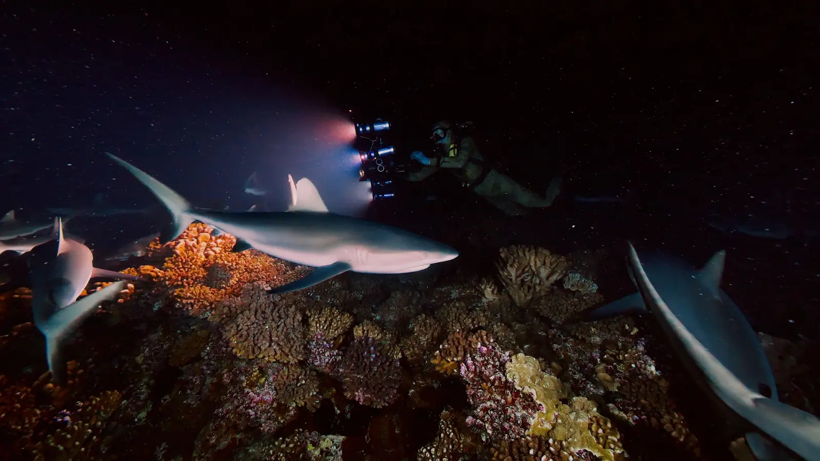 Begegnung mit Hai (Foto: Peter Vetter)