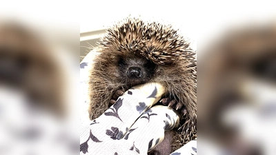 Ein Igel rollt sich ein und stellt seine Stachel auf.  (Foto: Anja Multhaupt)
