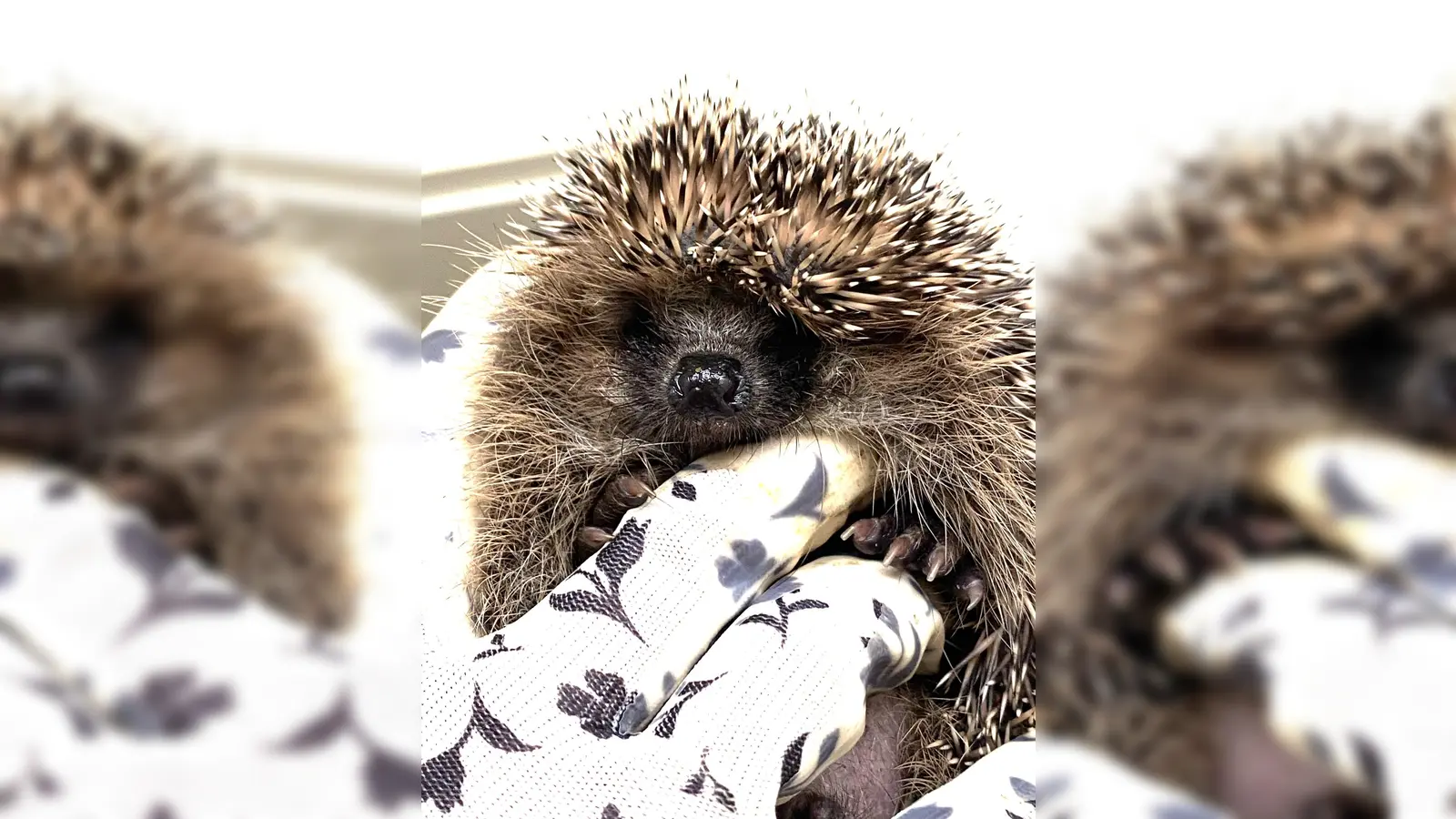 Ein Igel rollt sich ein und stellt seine Stachel auf.  (Foto: Anja Multhaupt)