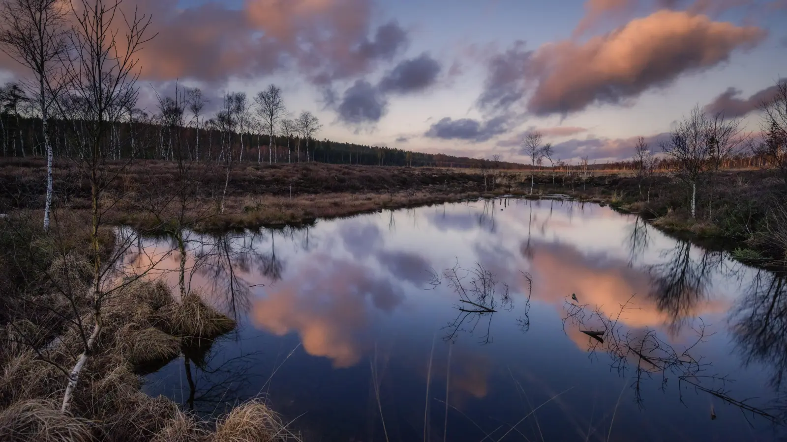 Das Hochmoor Mecklenbruch. (Foto: privat)