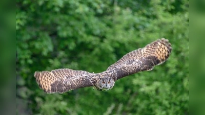 Ein Uhu zeigt bei der Flugvorführung seinen geräuschlosen Flug. (Foto: Wildpark Neuhaus)