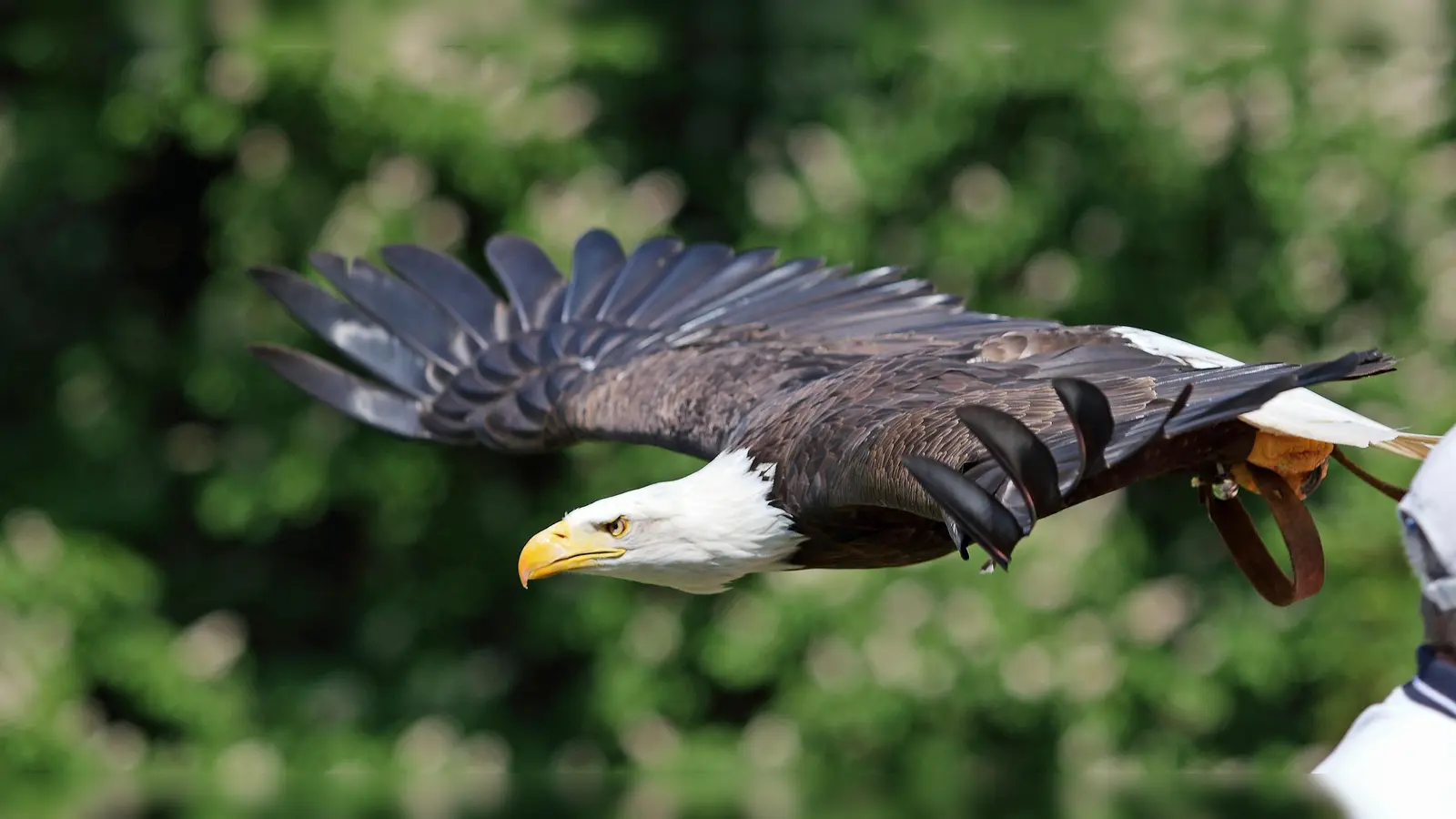 Weißkopfseeadler gehören zu den Publikumslieblingen. (Foto: Petra Redecker)