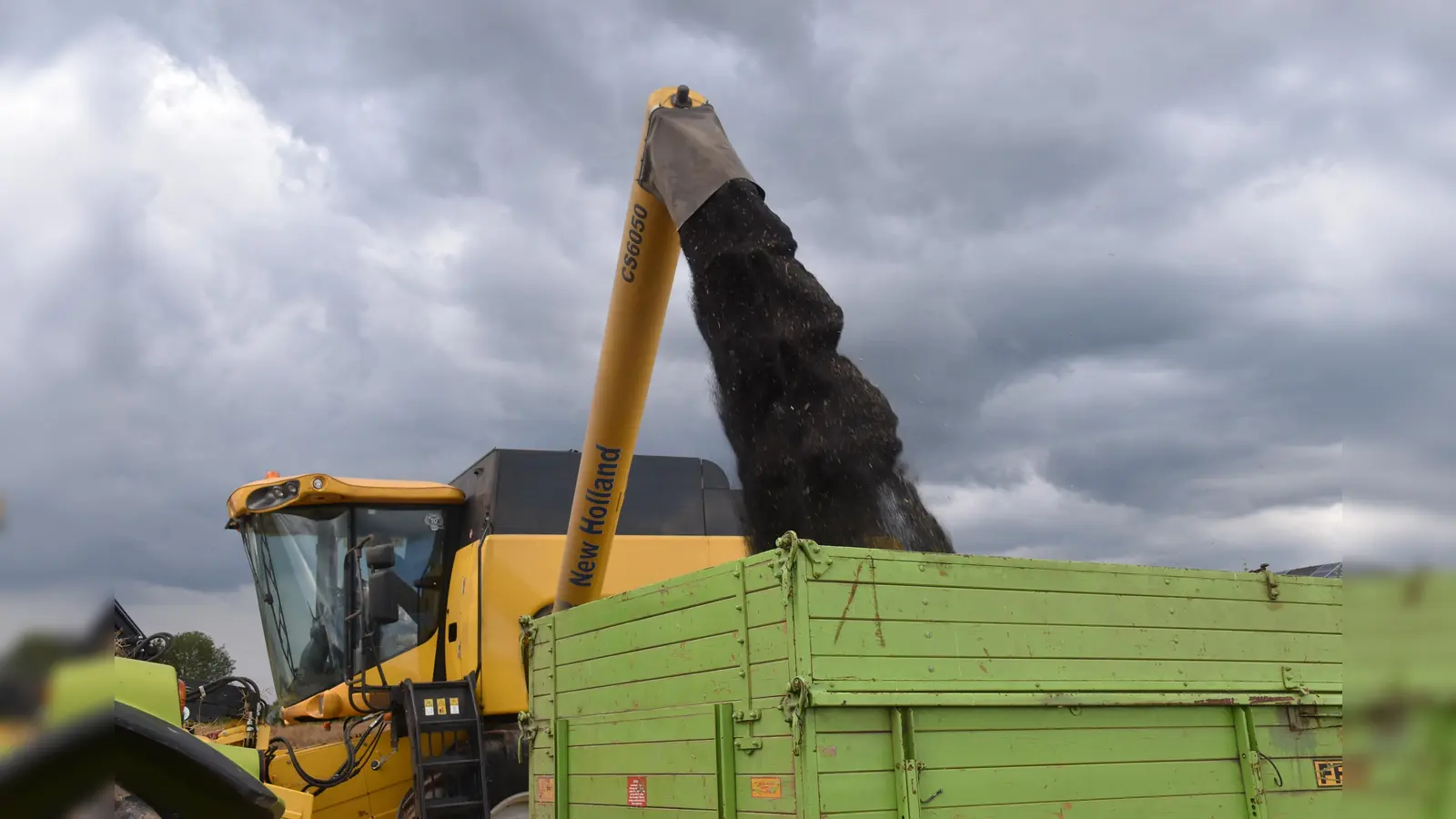 Die Rapsernte wird durch Dauerregen verhindert.  (Foto: Barbara Siebrecht)