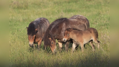 Auch im Tierpark Sababurg lebt seit vielen Jahren eine eigene Herde dieser ursprünglichen Ponys. (Foto: Tierpark Sababurg)