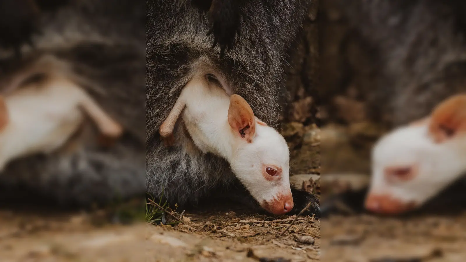 Seltener Nachwuchs im Tierpark Sababurg: ein Albino-Känguru. (Foto: Foto: David Selbert)