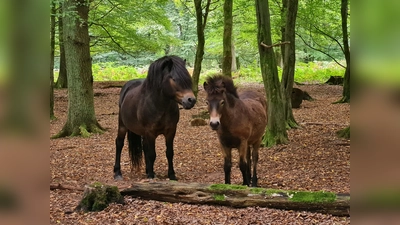 Mit etwas Glück haben Besucher die Gelegenheit, die Weidetiere im Hutewald zu beobachten, so wie diese zwei Ponys. (Foto: Naturpark)