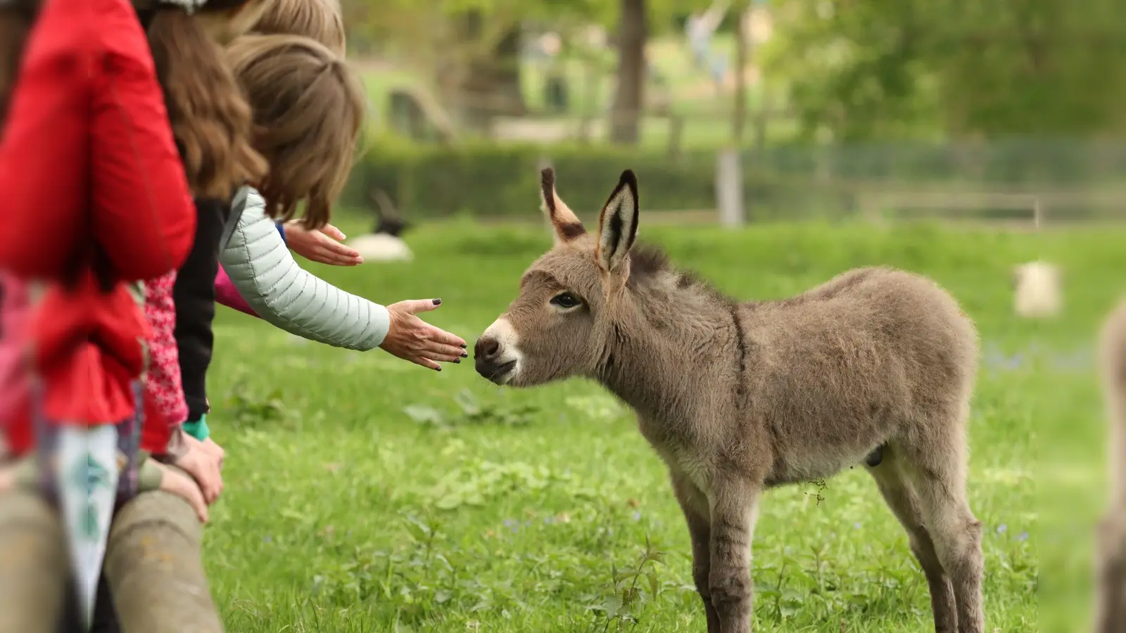 Der Streichelzoo ist seit den 70er Jahren ein besonderes Highlight für die kleinen Besucher des Tierparks Sababurg. (Foto: Foto: David Selbert)