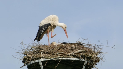 Moni und Det haben erfolgreich gebrütet.  (Foto: Detlef Schiweck)