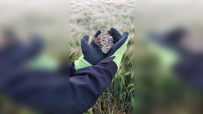 Fasanenküken, die morgens mit der Drohnentechnik entdeckt wurden. (Foto: Frank Meise)