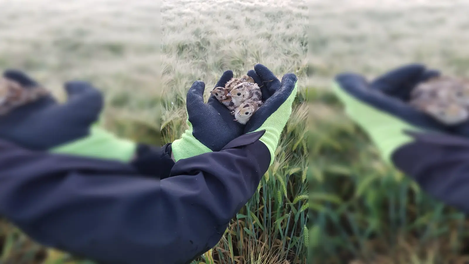 Fasanenküken, die morgens mit der Drohnentechnik entdeckt wurden. (Foto: Frank Meise)