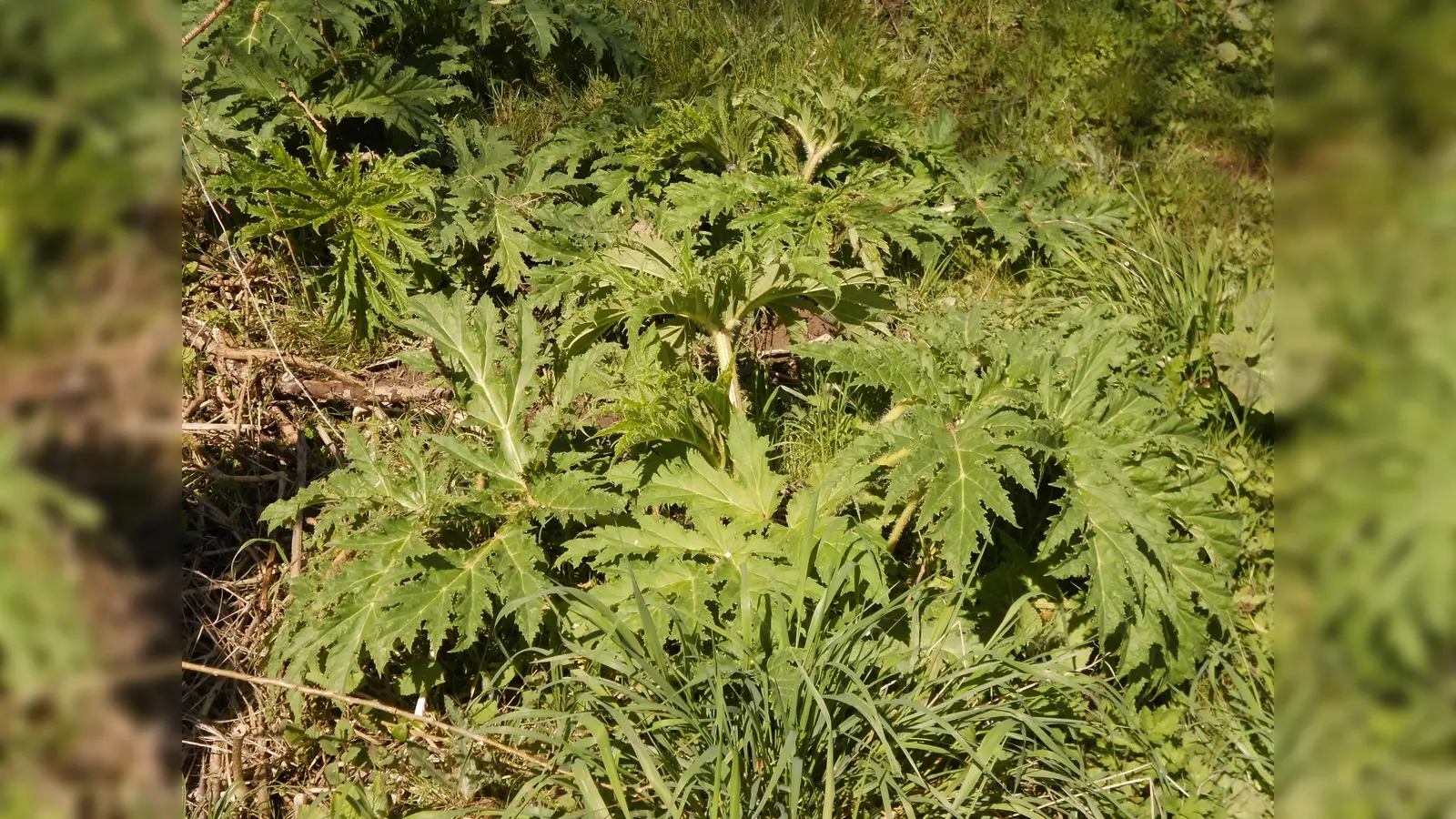 Der Riesenbärenklau sollte im April und Mai bekämpft werden, um eine weitere Ausbreitung zu verhindern. Dabei sind allerdings Vorsichtsmaßnahmen zu beachten, um Hautverbrennungen zu vermeiden. (Foto: Kreis Höxter)