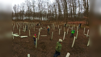 Die Linden wurden von den Pfadfindern in Tubex-Röhren gepflanzt.  (Foto: Lea Schäfer)