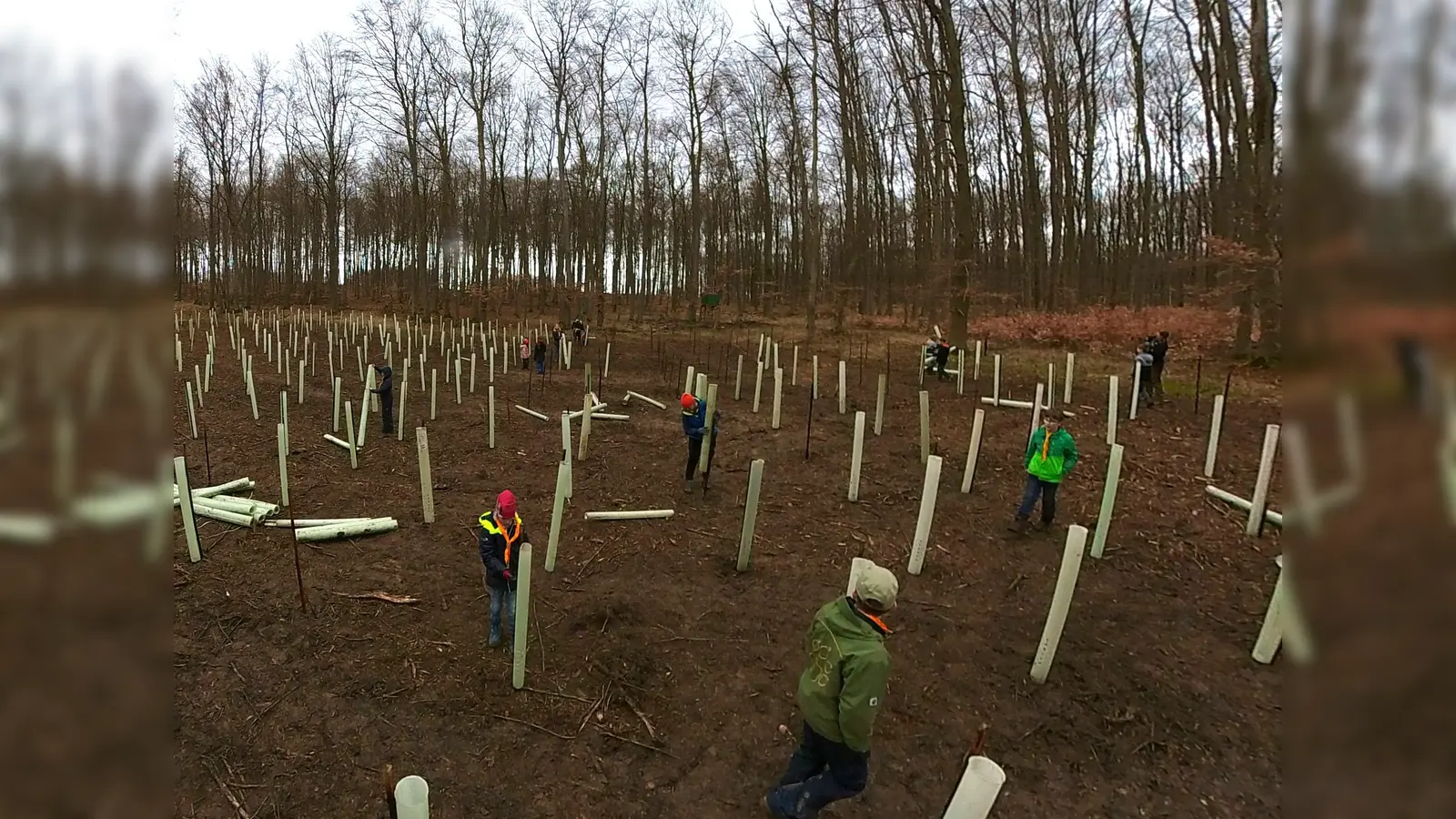 Die Linden wurden von den Pfadfindern in Tubex-Röhren gepflanzt.  (Foto: Lea Schäfer)