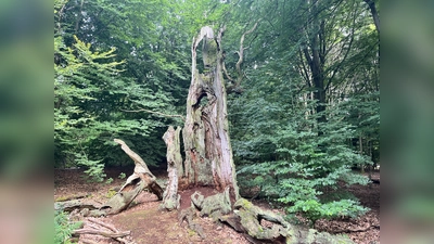 Unterwegs im Urwald und am Schloss Sababurg. (Foto: Julia Sürder)