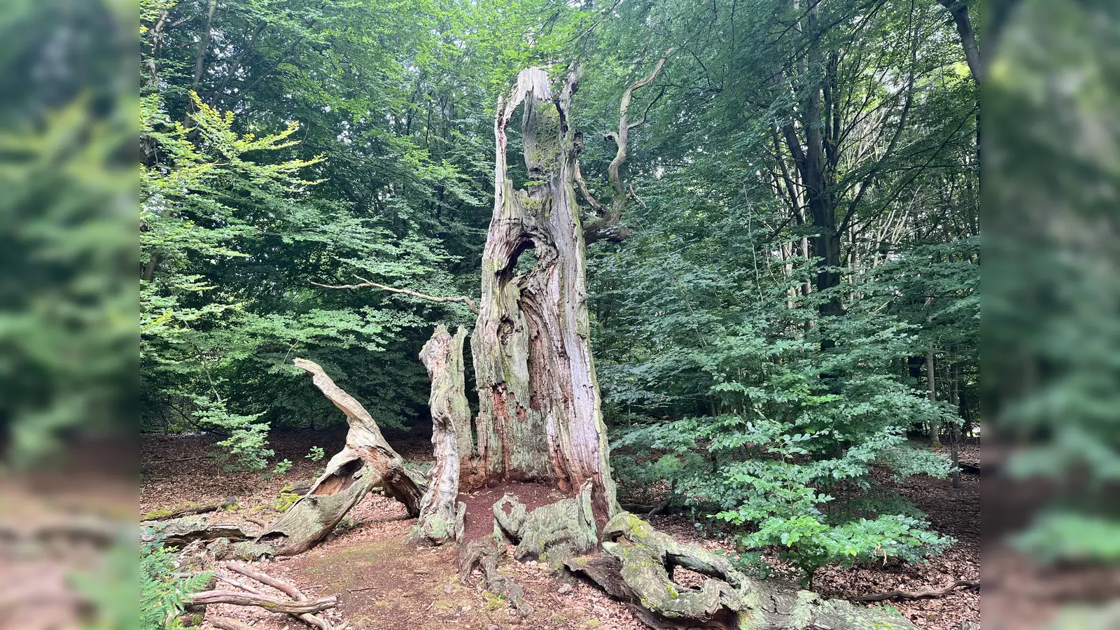 Unterwegs im Urwald und am Schloss Sababurg. (Foto: Julia Sürder)