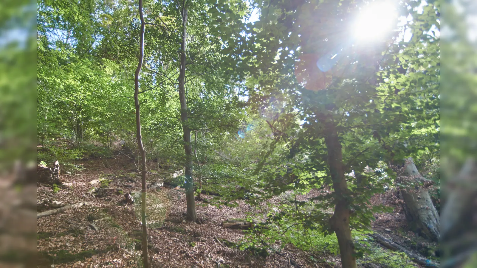 Fast schon ein wenig verwunschen wirkt der Rundwanderweg durch den dichten Buchenmischwald. (Foto: Stefan Bönning)