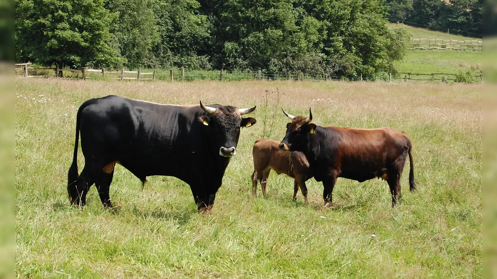 Mit etwas Glück gibt es die Gelegenheit, die großen Weidetiere im Hutewald zu beobachten. (Foto: Naturpark)