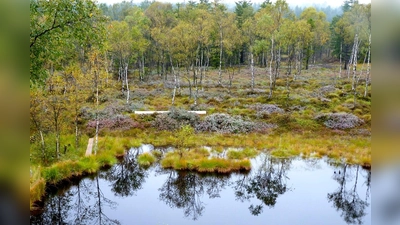 Wenn Birken dem Moor Wasser entziehen, greifen Forstleute zur Motorsäge. Im Mecklenbruch beginnen jetzt die Baumfällungen. (Foto: Niedersächsische Landesforsten)