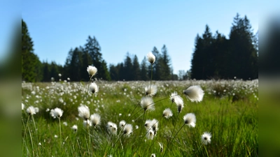 Das Wollgras im Hochmoor. (Foto: Touristik-Information Neuhaus und Silberborn)