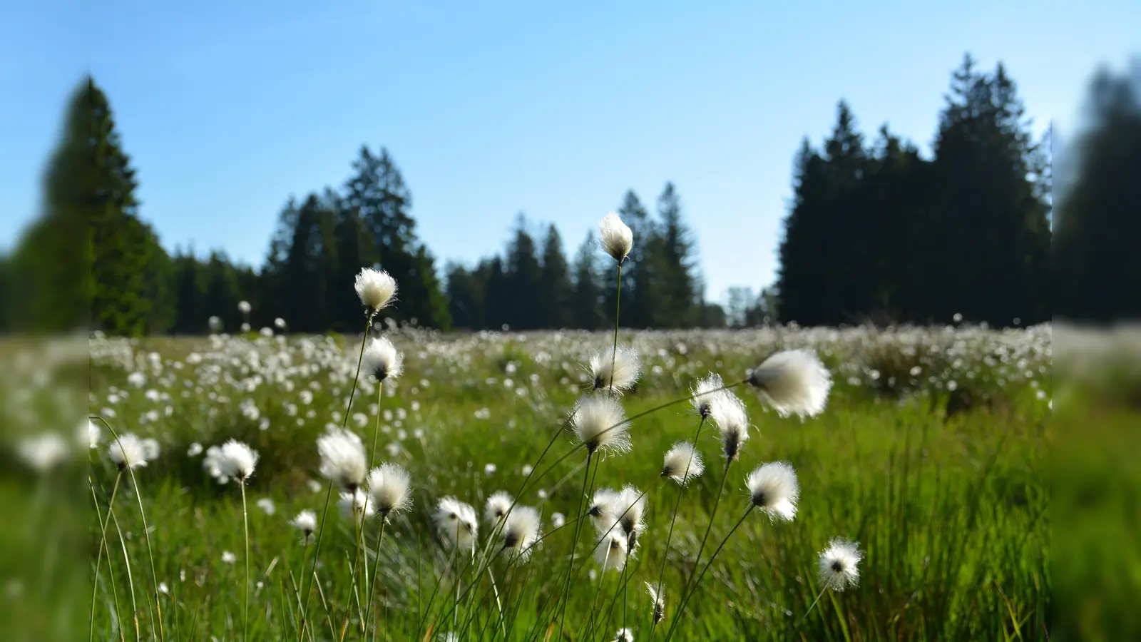Das Wollgras im Hochmoor. (Foto: Touristik-Information Neuhaus und Silberborn)