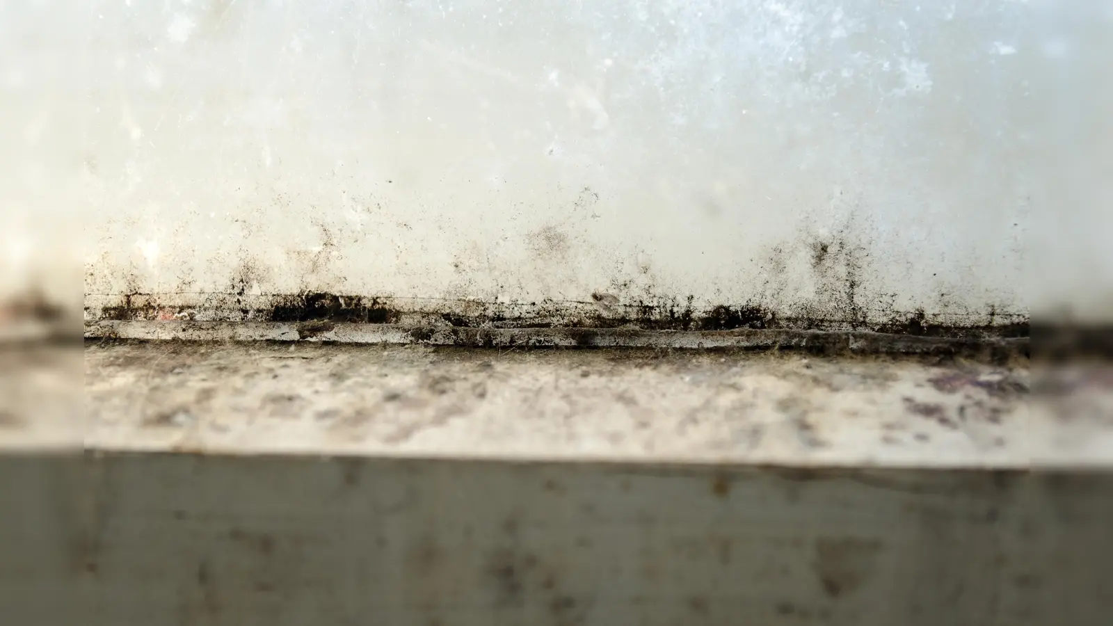 Schimmelecke (Foto: © VZ NRW/adpic)