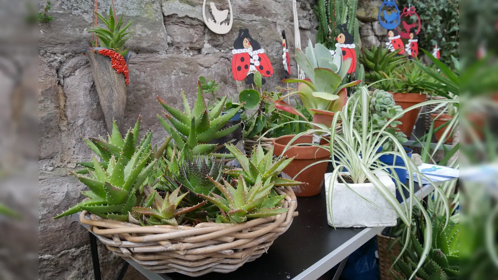 Kakteen und Käfer beim Borgentreicher Pflanzenflohmarkt. <br> (Foto:  BI Lebenswertes Bördeland & Diemeltal)