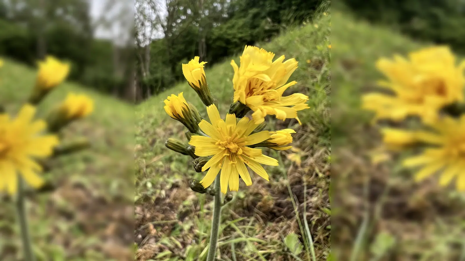 Blüte des Abbiss-Pippaus am Holzberg oberhalb von Stadtoldendorf. (Foto: Ansgar Hoppe)