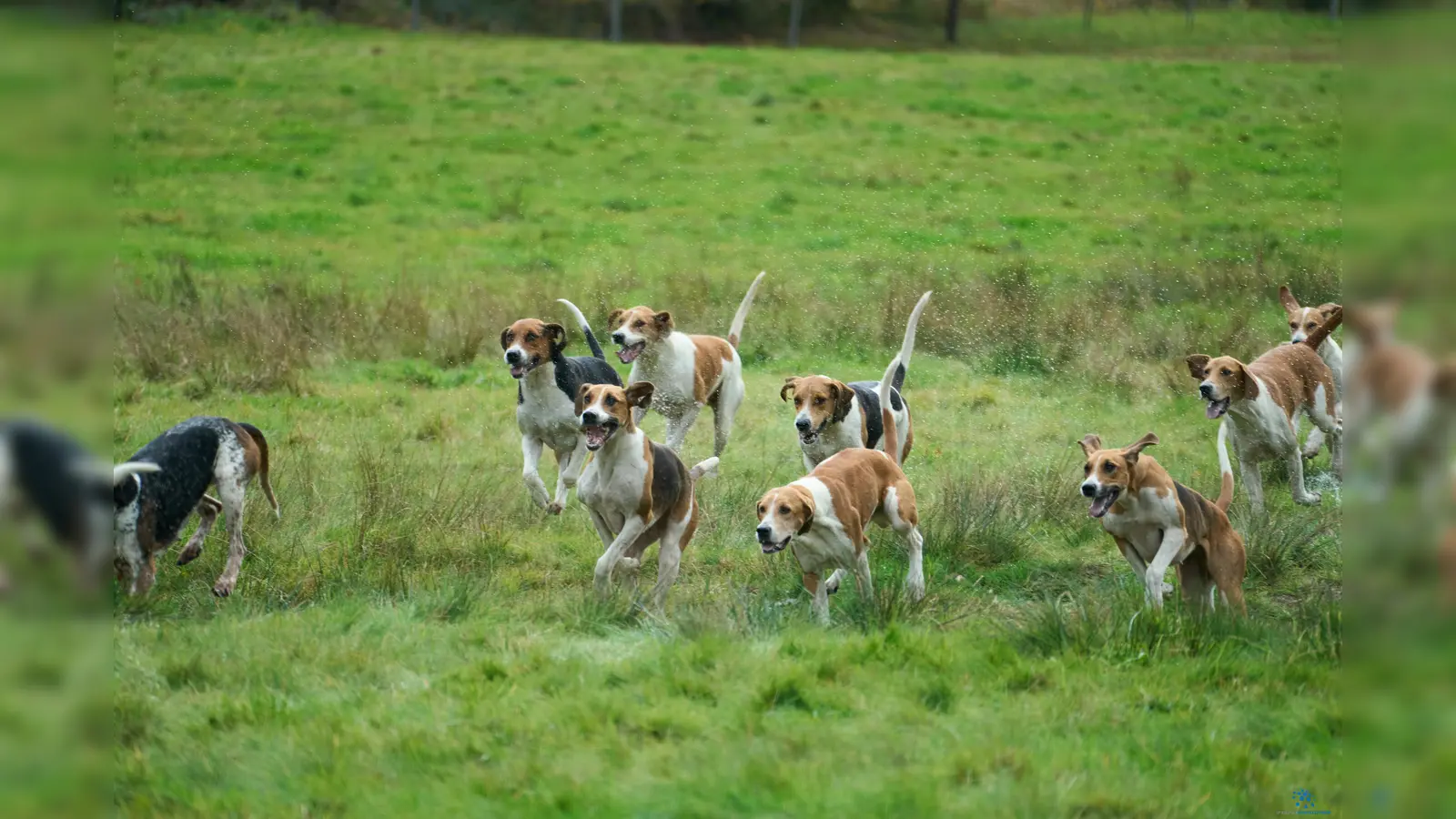 Hatten keinen leichten Job im herausfordernden Gelände und bei stürmischem Wetter: Die 21 Foxhounds der Niedersachenmeute aus Dorfmark (Foto: Stefan Bönning)