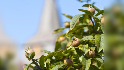 Die Mispel ist als Frucht eher unbekannt, doch ein Workshop möchte dies für seine Teilnehmer ändern. (Foto: Christiane Sasse)