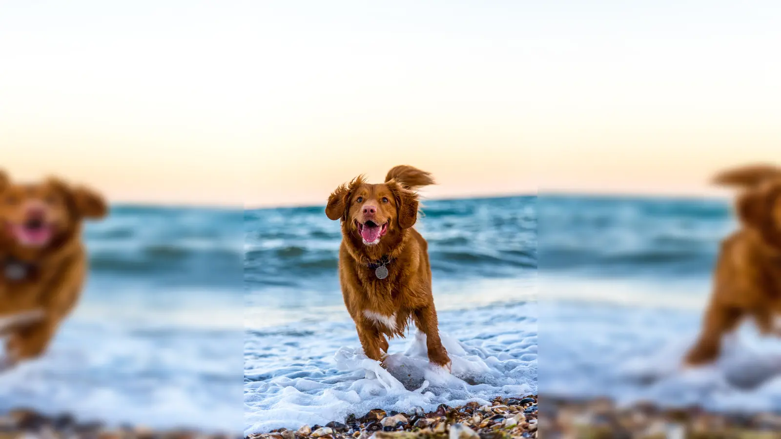 Wer seinen Hund mit in den Urlaub nehmen möchte, muss einiges beachten. (Foto: Unsplash)