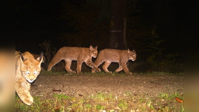 Drei Jungluchse passieren einen Fotofallenstandort im Solling.<br> (Foto: Nationalpark Harz)