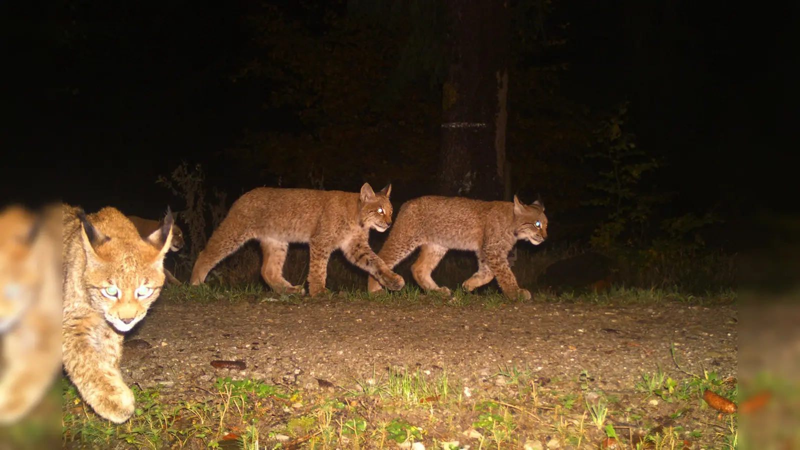 Drei Jungluchse passieren einen Fotofallenstandort im Solling.<br> (Foto: Nationalpark Harz)