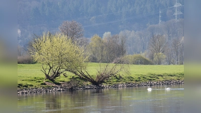 Die Weser mit Schwanenpaar (Foto: Barbara Siebrecht)