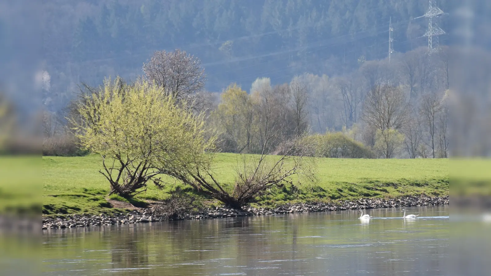 Die Weser mit Schwanenpaar (Foto: Barbara Siebrecht)