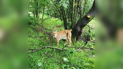 Luchs im Wildpark Neuhaus. (Foto: NLF L. Tessmer)