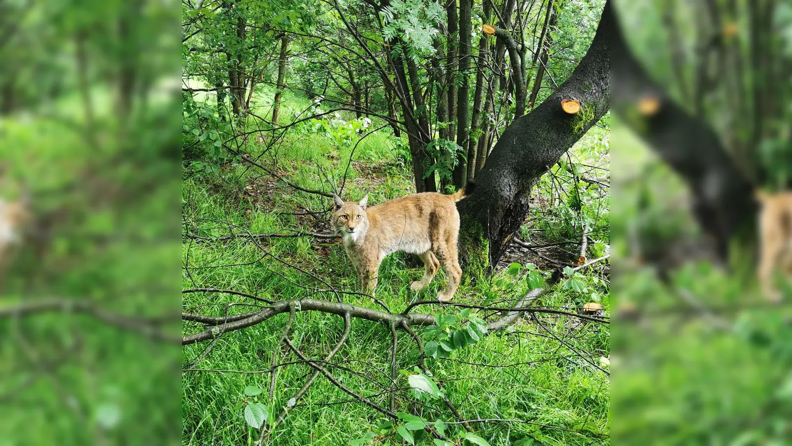 Luchs im Wildpark Neuhaus. (Foto: NLF L. Tessmer)