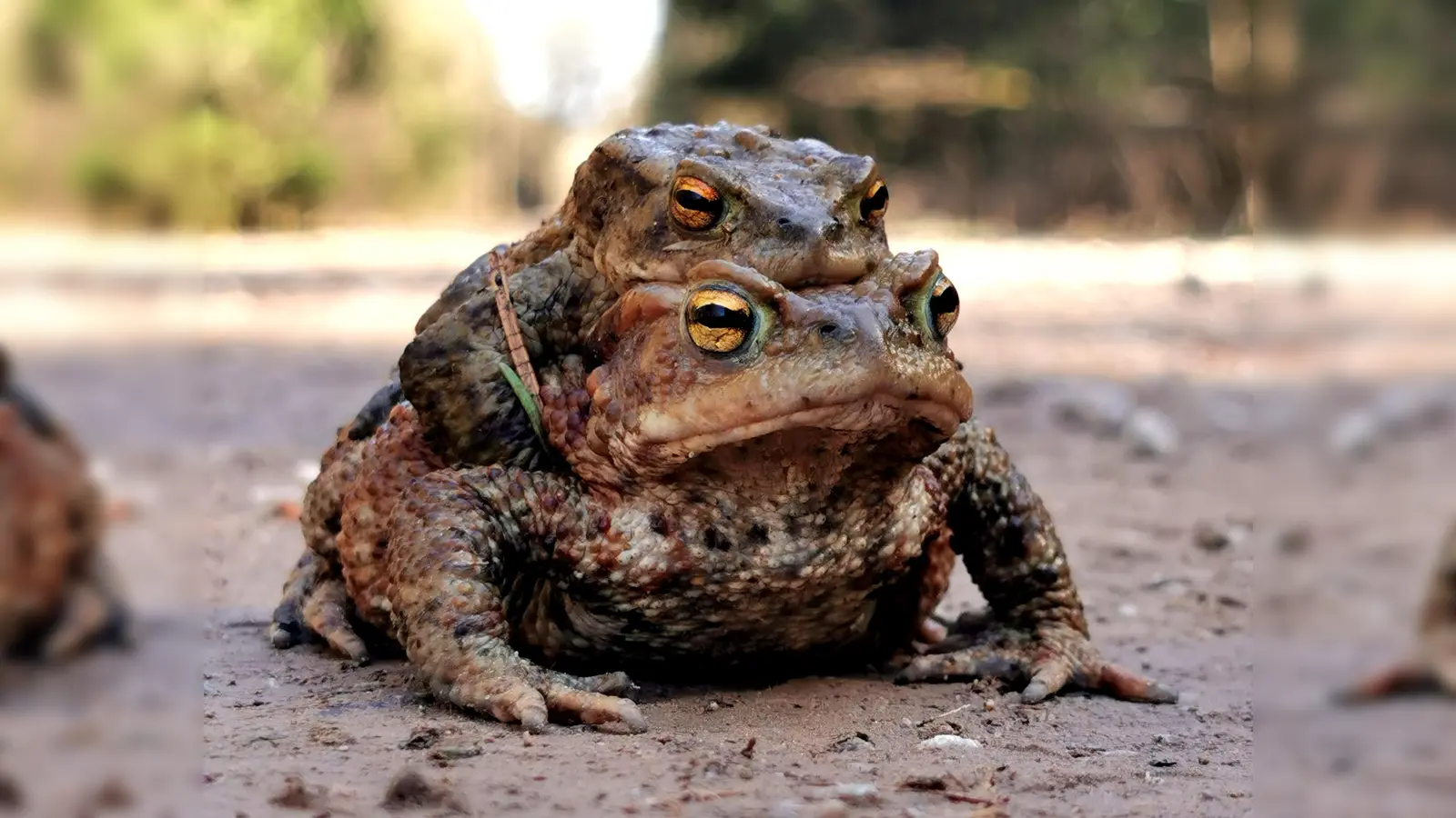 Amphibien machen sich in der Paarungszeit auf den Weg zu ihren Laichgewässern. Daher ist auf Straßen und Wegen in Gewässernähe in den kommenden Wochen besondere Vorsicht geboten, um die Tiere nicht zu gefährden. (Foto: Kreis Höxter)