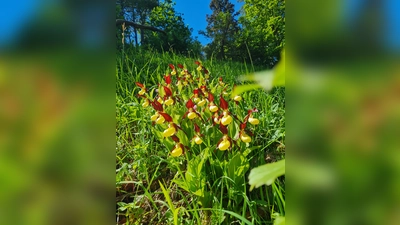 Frauenschuhfläche am Kalkbuchenwald. (Foto: Naturpark)