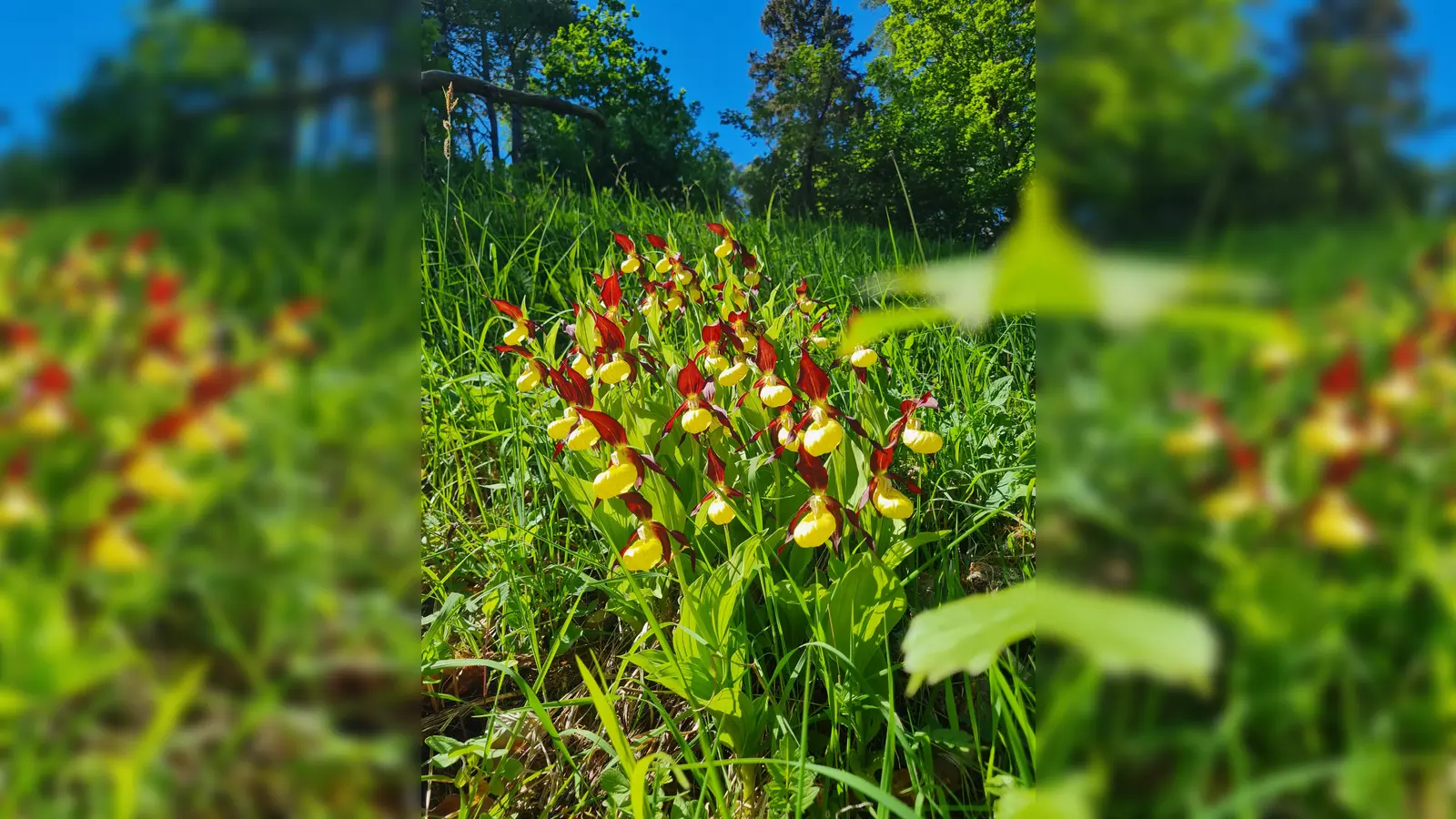 Frauenschuhfläche am Kalkbuchenwald. (Foto: Naturpark)