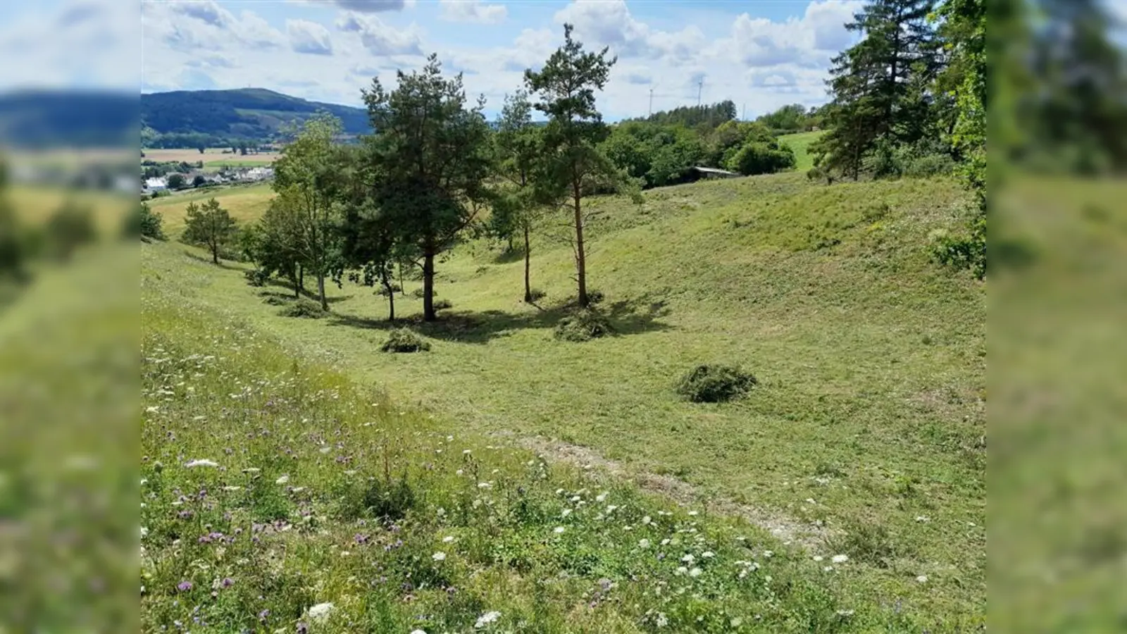 Kalkmagerrasen brauchen Pflege. (Foto: Landschaftspflegeverband Landkreis Kassel)