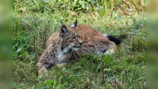 Luchs im Wildpark. (Foto: Christian v. Prollius)
