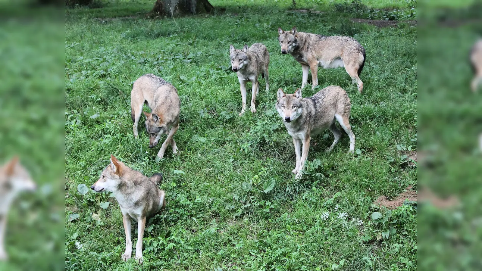 Die Wölfe sind bei den Besuchern des Tierparks Sababurg nach wie vor auf der Beliebtheitsskala weit oben. (Foto: Foto: Aderholz)