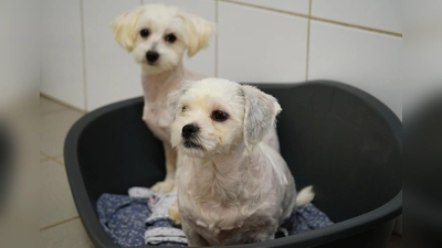 Neue Herrchen und Frauchen gesucht: Der Veterinärdienst des Kreises Höxter gibt die Hunde zur Vermittlung frei. Überwiegend sind es Kreuzungen der Rassen Malteser und Pudel – sogenannte Maltipoos. (Foto: Kreis Höxter)
