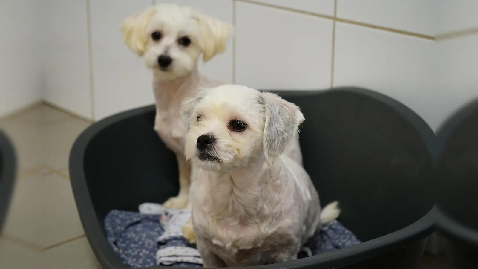 Neue Herrchen und Frauchen gesucht: Der Veterinärdienst des Kreises Höxter gibt die Hunde zur Vermittlung frei. Überwiegend sind es Kreuzungen der Rassen Malteser und Pudel – sogenannte Maltipoos. (Foto: Kreis Höxter)