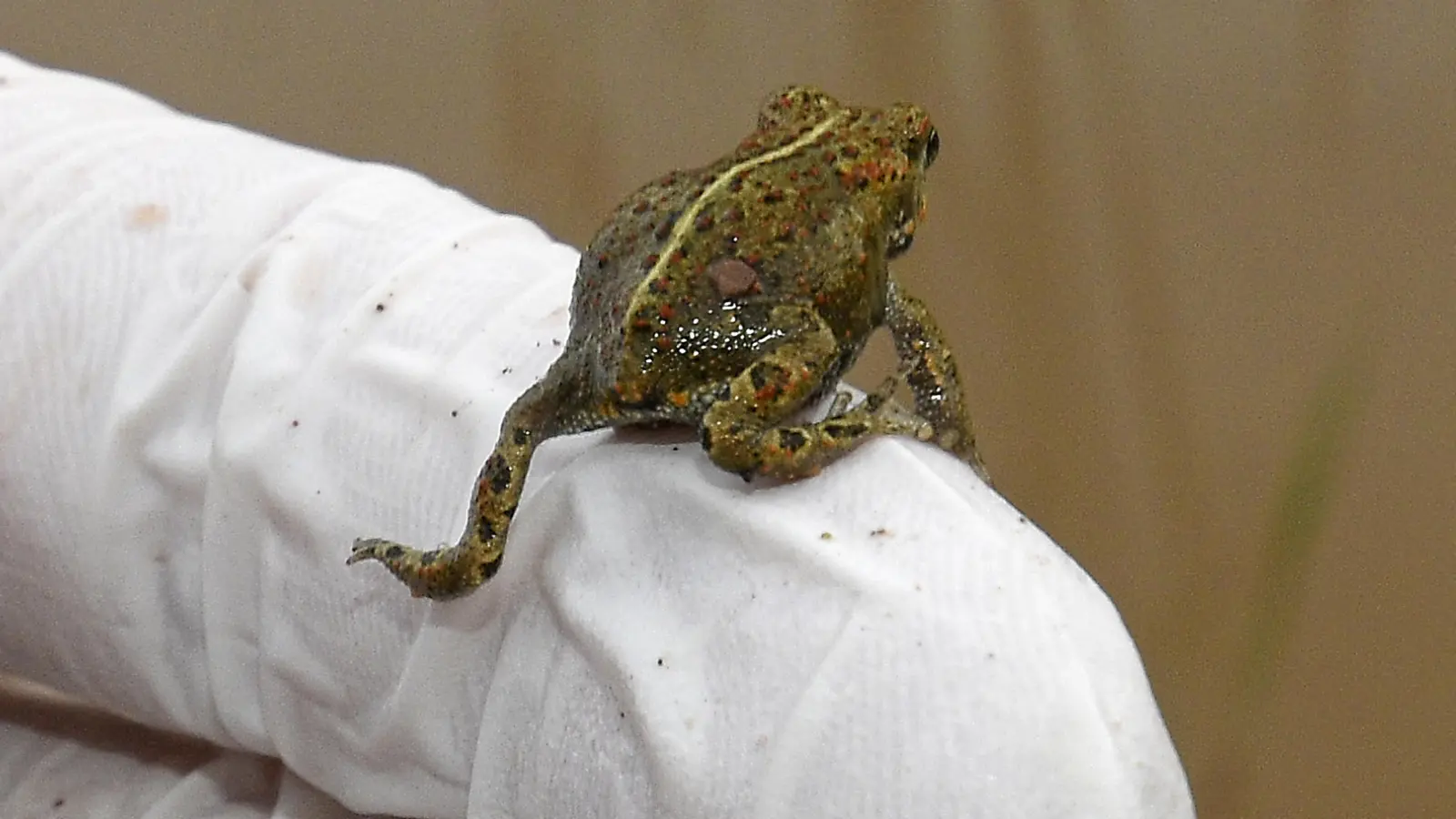 Auch die Kreuzkröte ist stark bedroht. (Foto: Frank Grawe)