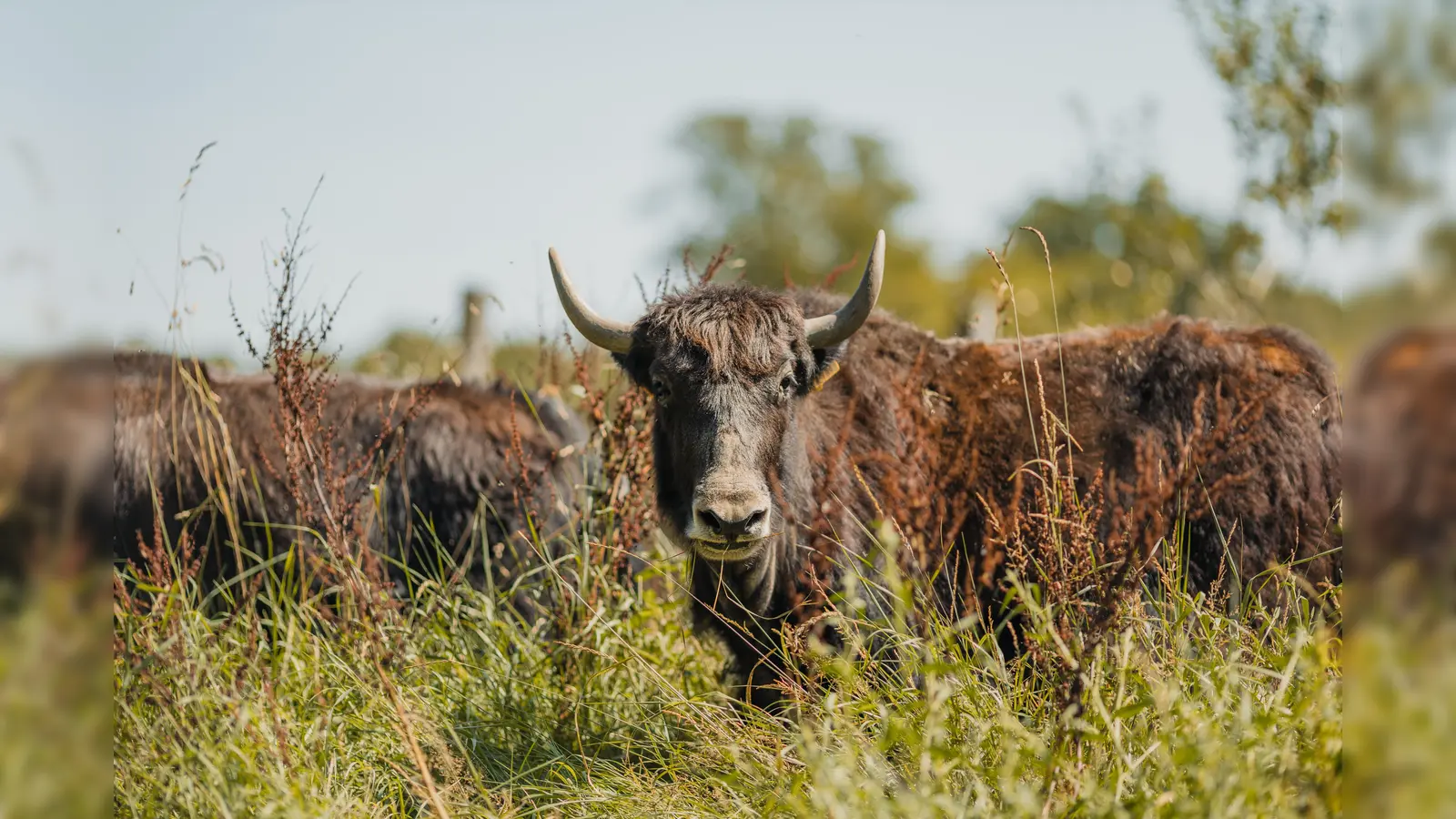 Die beiden Hausyak-Weibchen Brigitte und Gundula sind die Neuankömmlinge im Tierpark Sababurg. (Foto: David Selbert)