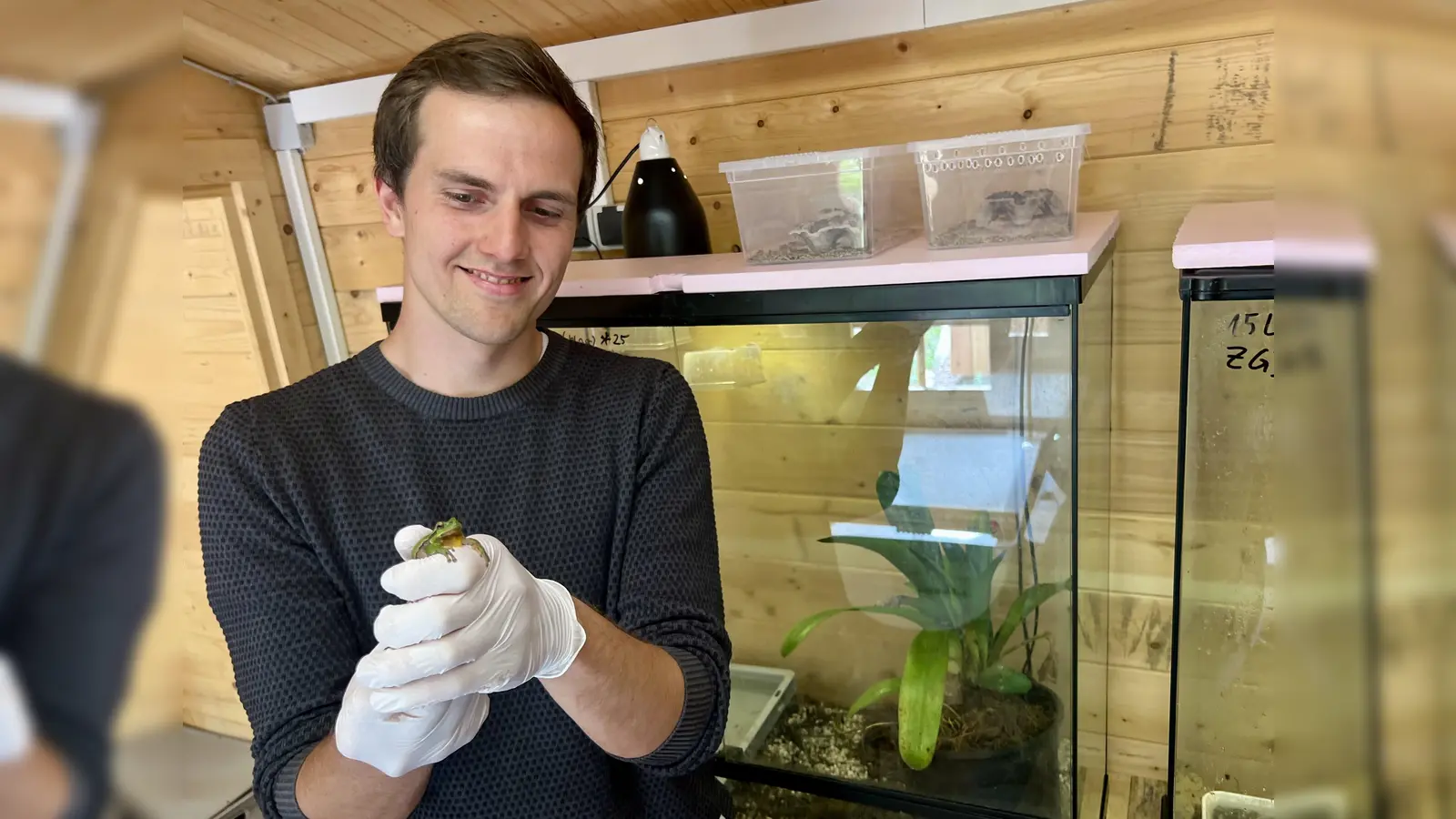 Dennis Wiegard (Landschaftsstation im Kreis Höxter) mit einem Laubfrosch in der Zuchtanlage. (Foto: Landschaftsstation Kreis Höxter)