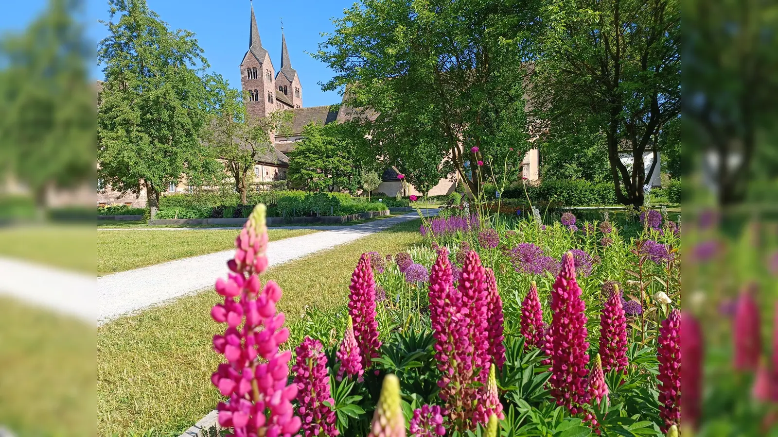 Lupinen vor dem Westwerk. (Foto: LGS Höxter/Manuela Puls)